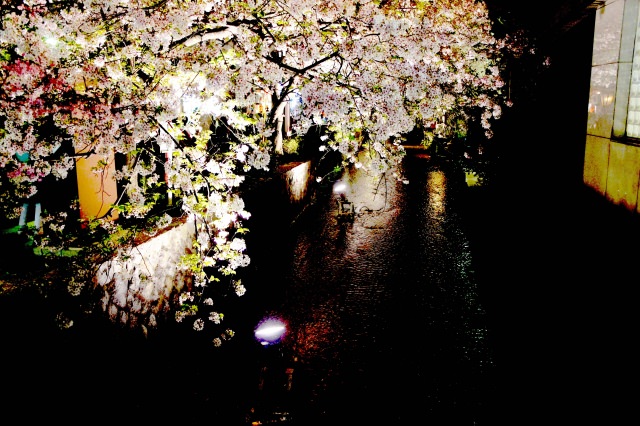高瀬川の桜