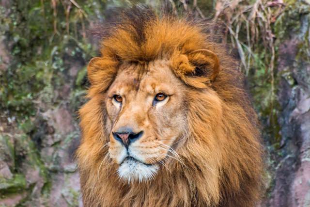 かわいい動物たちと触れ合える 福岡で人気のおすすめ動物園５選 Seeingjapan