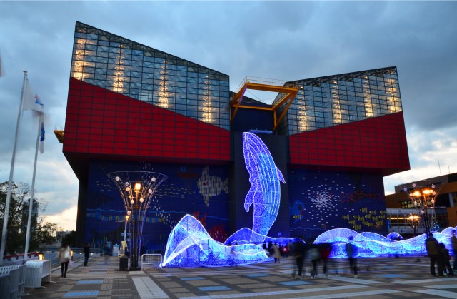 5. 夜の水族館は観光だけでなくデートにもおすすめ！「海遊館」