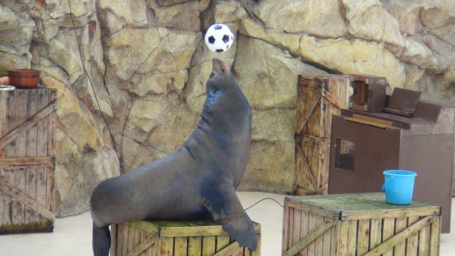 4. 雨が降っても大丈夫！三重で海の生物に出会える観光スポット「鳥羽水族館」