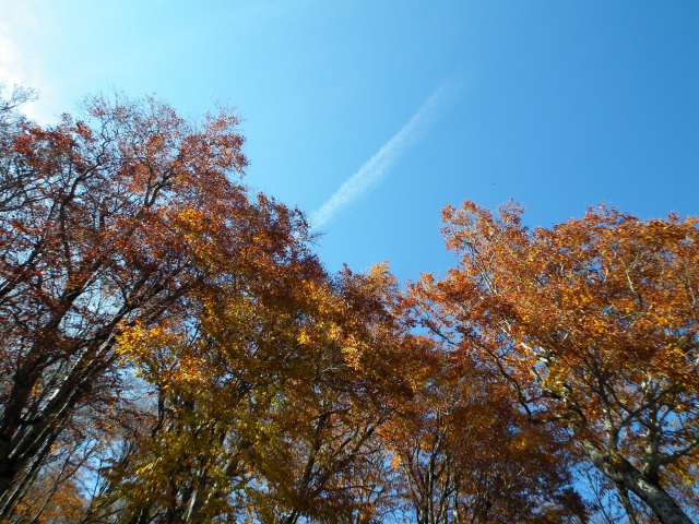 9. 色鮮やかな紅葉景色の中ドライブを楽しむ「白山白川郷ホワイトロード」