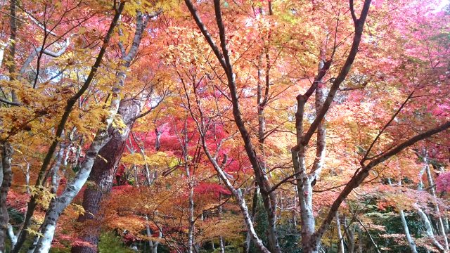 9. 神戸の歴史的な観光スポット。ここの紅葉もまた格別！「瑞宝寺公園」