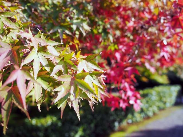 10. 五重の塔が注目の風情あるスポット、紅葉も絶景「定義如来 西方寺」