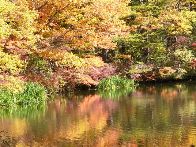 1. 軽井沢の美しい観光スポット「雲場の池」