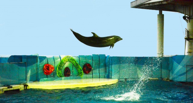 4. Popular aquarium in Japan! You can meet various creatures, New Enoshima Aquarium (Kanagawa Prefecture)
