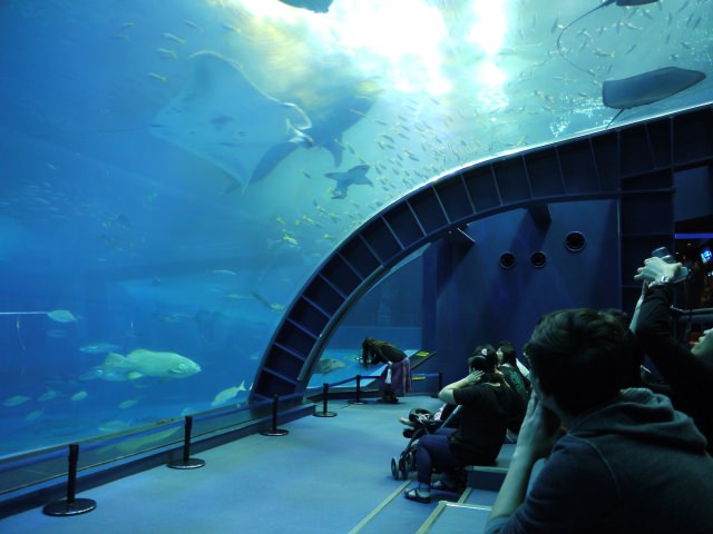 10. The largest aquarium in Japan! Standard of the standard, Okinawa Churaumi Aquarium