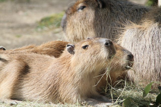 8. ご家族での観光に特におすすめ！「とべ動物園」