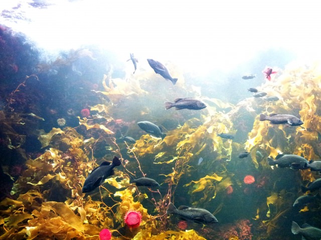 3. Touch the fish at the center of Japan! Kasai Rinkai Aquarium