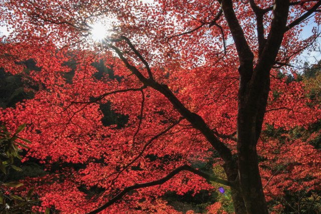 One of the Eight Views of Okutsu. Enjoy Autumn Foliage in the Amazing Scenery of Okayama, Okutsu-kei Valley