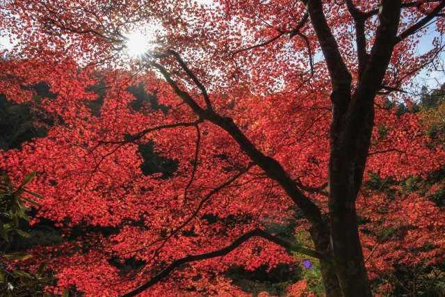 1. 奥津八景にも選ばれている岡山の景勝地で紅葉狩り「奥津渓」