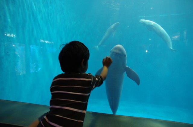 6. A long-established Japanese aquarium that has been loved for a long time, Toba Aquarium