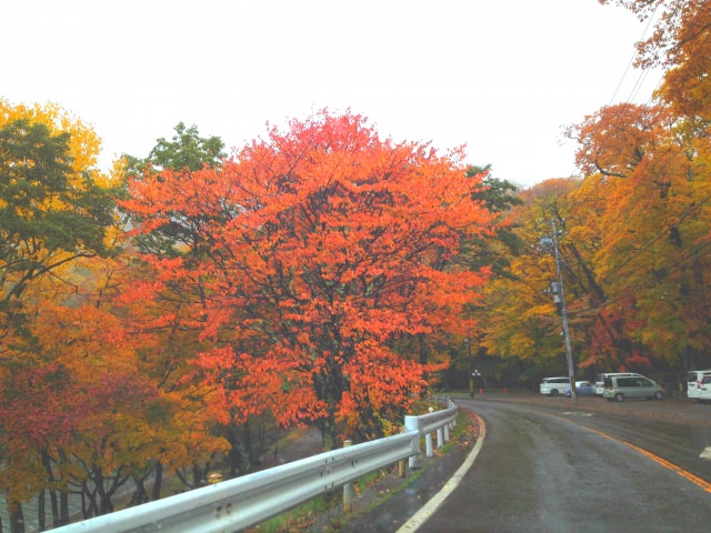 8. ドライブを楽しみながら日本屈指の紅葉を味わう「いろは坂」