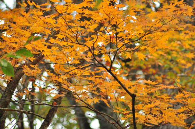 2. 日本の北で見る、渓流沿いに染まる紅葉景色「奥入瀬渓流」