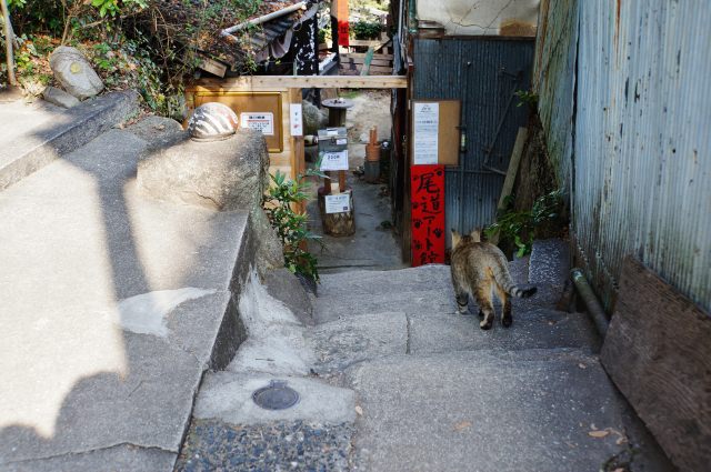 7. A tourist attraction of Onomichi for cat lovers The Narrow Path of Cats