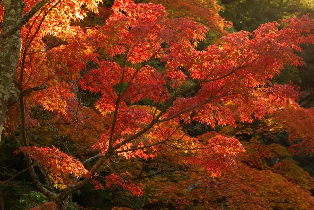 Miyajima Momijidani Park