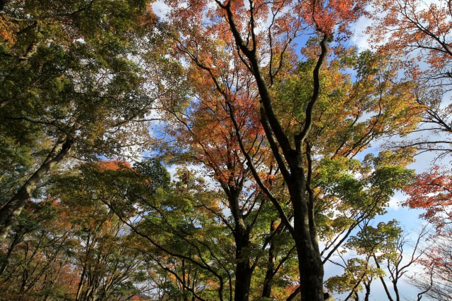 4. 富士山と紅葉が美しい「芦ノ湖」（神奈川県）