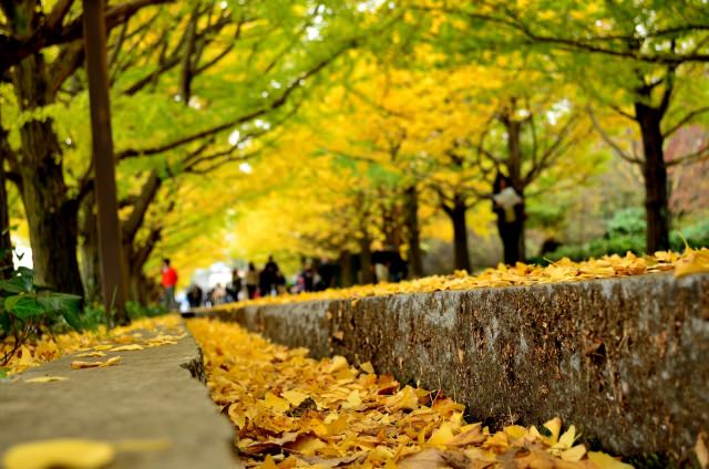 2. 美しい黄葉イチョウを楽しむ！「国営昭和記念公園」（東京都）
