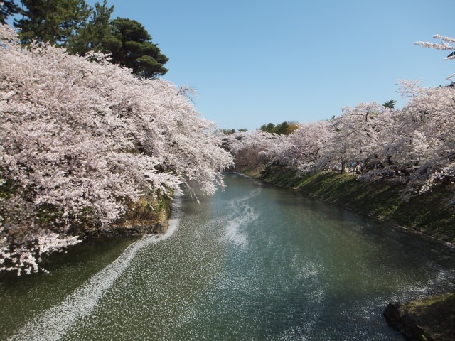 1. 青森の桜の名所！花見におすすめ！「弘前公園」