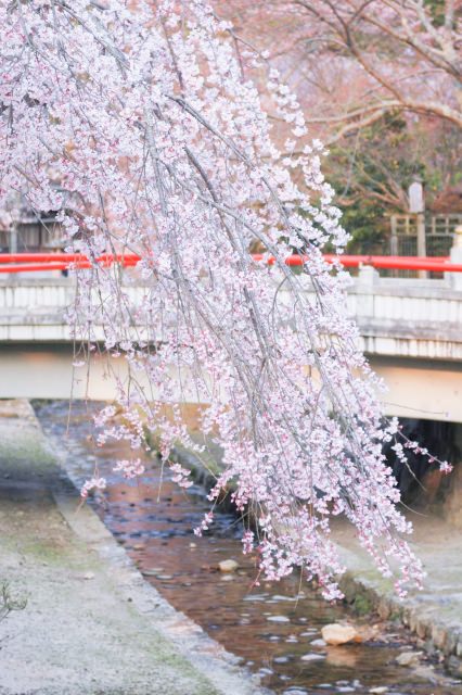 4. 世界遺産と桜を贅沢に観賞。広島の人気お花見スポット「宮島」