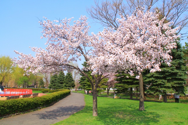 8. 札幌市民憩いの場。優雅に桜が咲き誇る「農試公園」