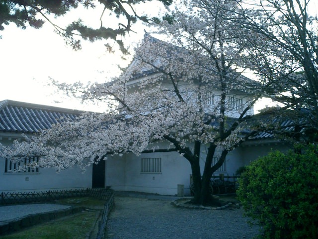 8. 大阪府指定史跡で見る夜桜。その美しさに心奪われる「岸和田城」