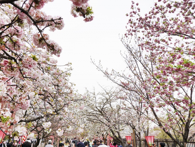 1. 全国的にも有名な大阪の桜の名所「造幣局 桜の通り抜け」