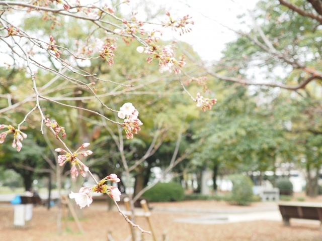 1. 公園内に咲き誇る300本のソメイヨシノを楽しむ「平和記念公園」