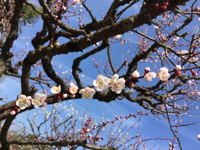 3. 広大な敷地内で桜の名所をめぐる「万博記念公園」