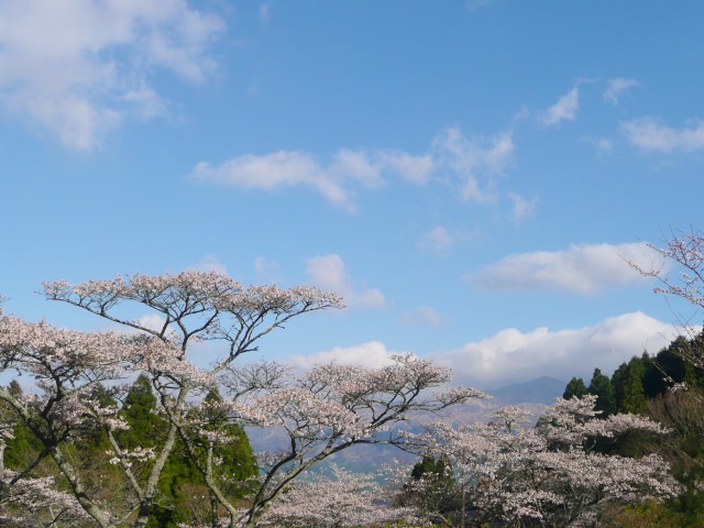 4. 一面に広がる桜風景は必見！「高森峠千本桜」