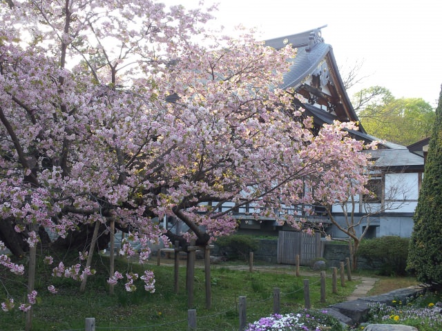 6. 北海道の桜の名所！「松前公園」