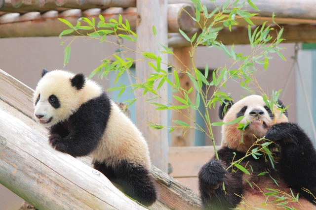 動画でチェック 大人から子どもまで きっと楽しめる 関西のおすすめ動物園10選 Seeingjapan