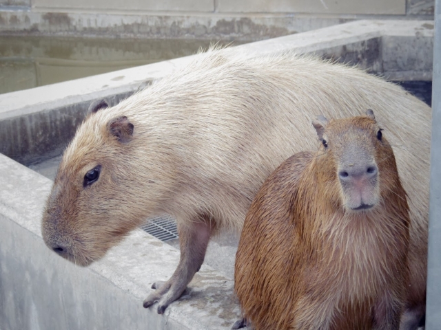 動画でチェック かわいい動物に癒されよう 福岡のおすすめ動物園5選 Seeingjapan