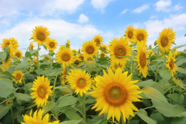 広い大地に圧巻の黄色い絨毯 北海道のひまわり畑8選 Seeingjapan