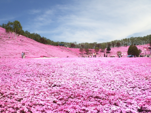 動画でチェック ピンクに染まる 全国の芝桜の名所とお祭り10選 Seeingjapan