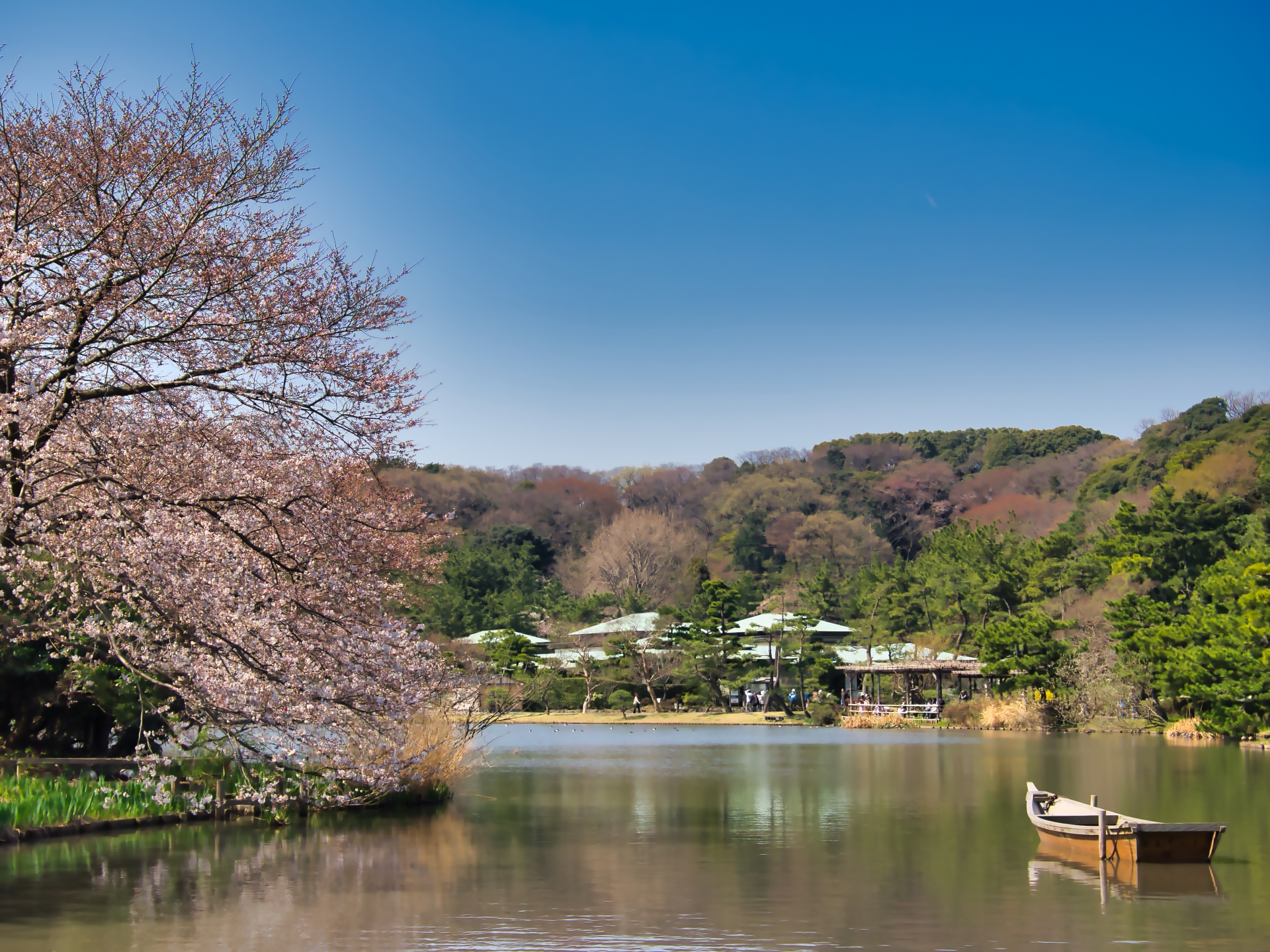 春満開 神奈川で絶対行きたい桜の名所おすすめ10選 Seeingjapan